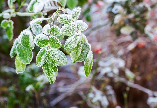روش های جلوگیری از سرمازدگی درختان میوه- بخش دوم